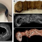 Una mummia di gatto sotto la TAC