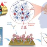 Alzheimer, sviluppato un sistema di sensing avanzato in fibra ottica per il rilevamento simultaneo e discriminazione di biomarcatori clinici della malattia